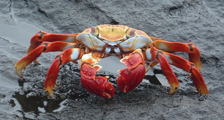 Happy Crab